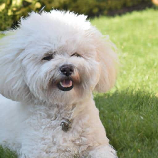 Bichon Frisé
