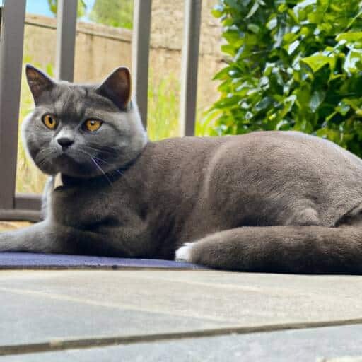 Britse Korthaar Britse Korthaar