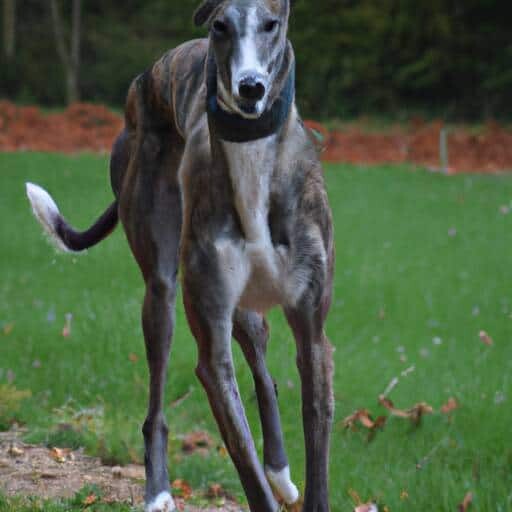 Galgo Español
