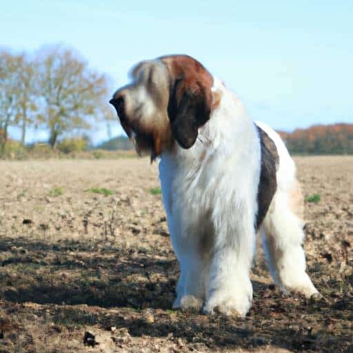 Grand Basset Griffon Vendéen