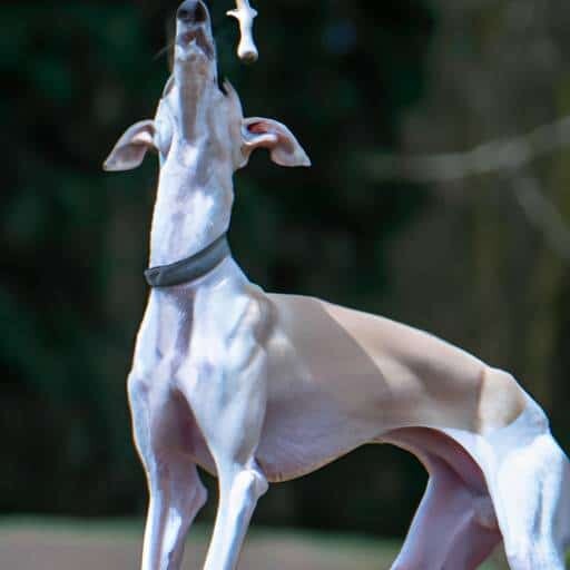 Italiaans windhondje