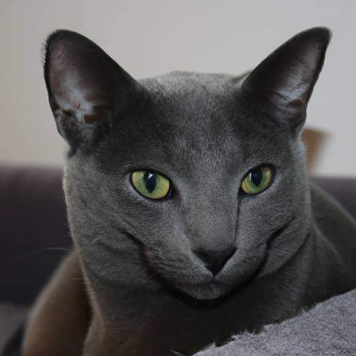 Korat