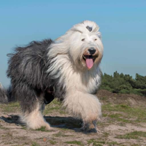 Old English Sheepdog