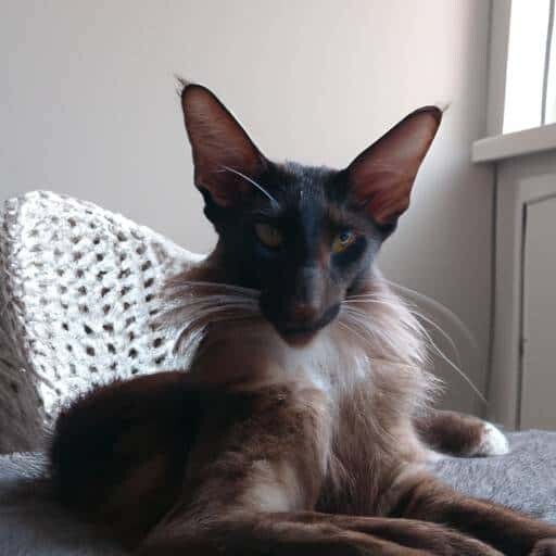 Oriental Longhair