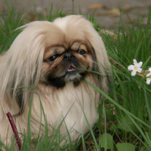 Pekingees