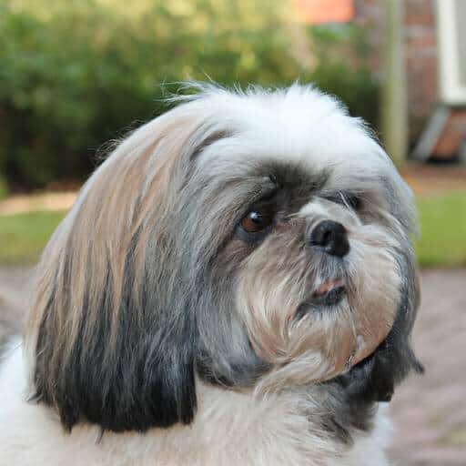 Shih Tzu