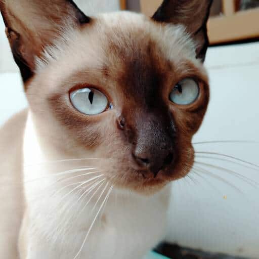 Siamese Javanese Siamese Javanese