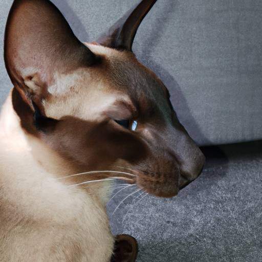Siamese Oriental