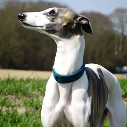 Whippet